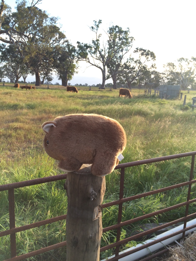Wombat on a pole, Bellweather